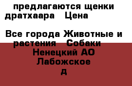 предлагаются щенки дратхаара › Цена ­ 20 000 - Все города Животные и растения » Собаки   . Ненецкий АО,Лабожское д.